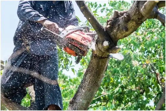 tree services South Jordan